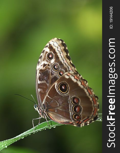 Closeup of a tropical butterfly