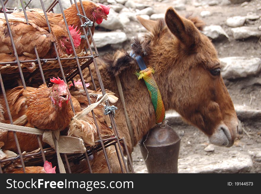 Donkey carrying chickens in himalayas