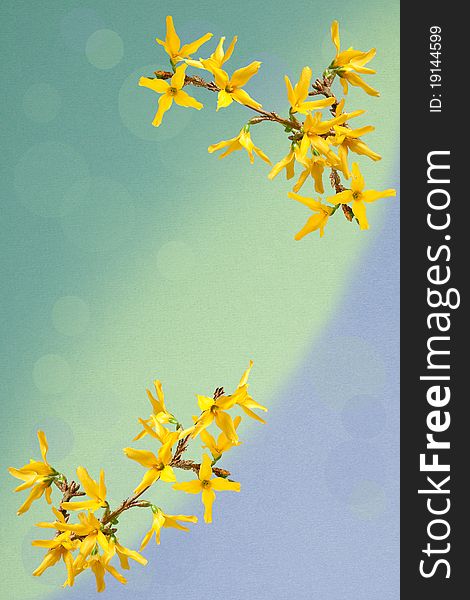 Greeting Card With Forsythia Flowers