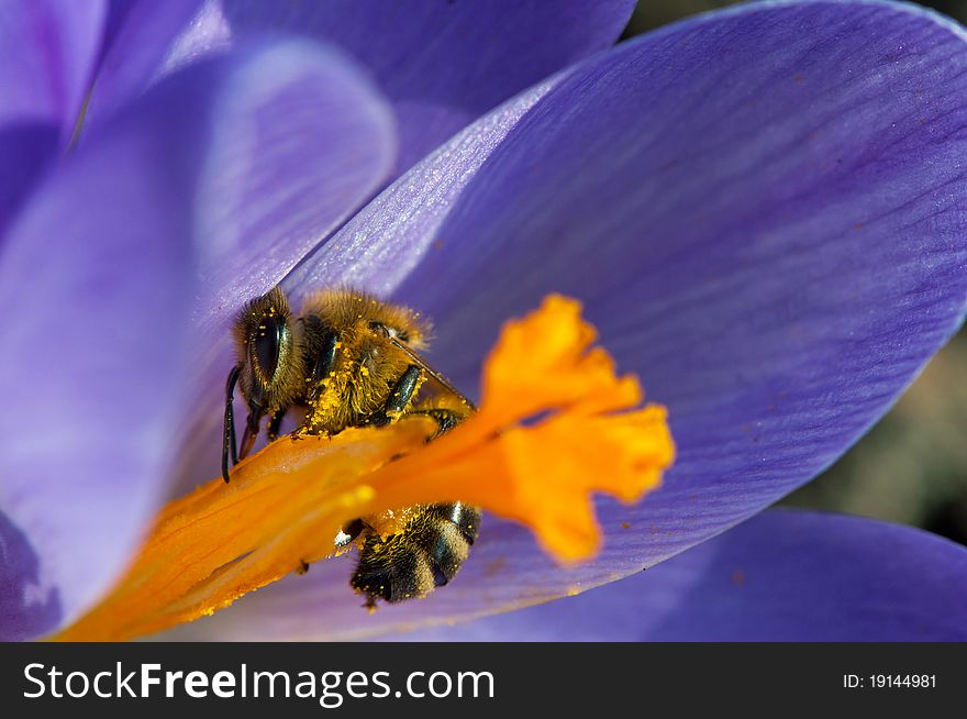 Bee collecting nectar on purple crocus flower.