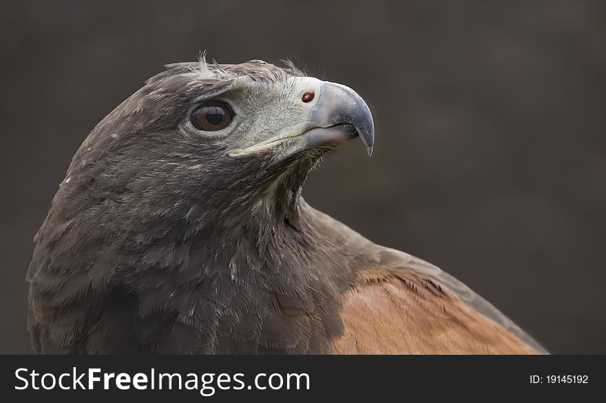 Harris's Hawk in pprofile looks up to the skies. Harris's Hawk in pprofile looks up to the skies