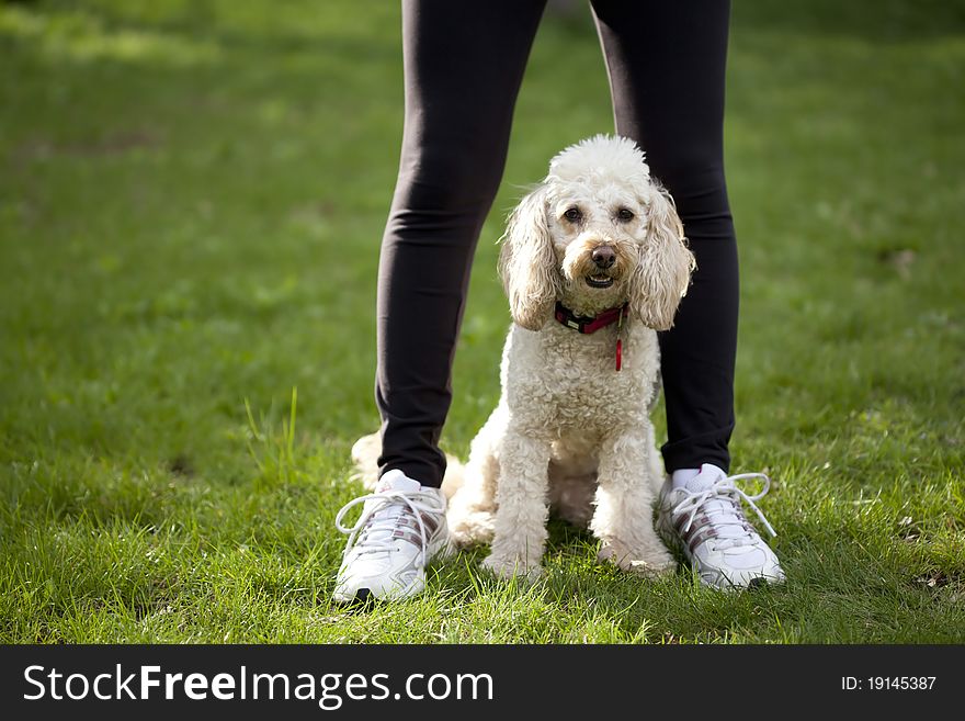 Cute dog sitting betwen human legs. Cute dog sitting betwen human legs