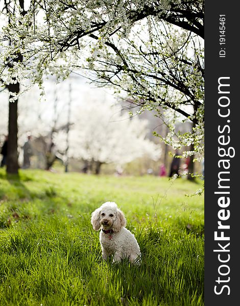 Cute dog sitting in grass