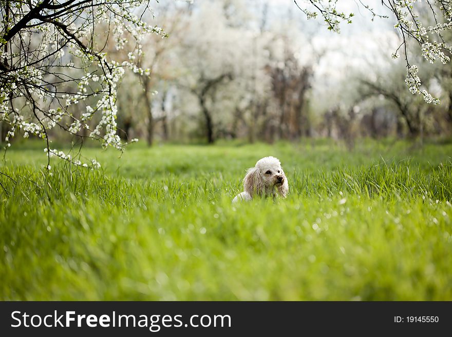 Cute dog sitting in green grass, spring portrait. Cute dog sitting in green grass, spring portrait
