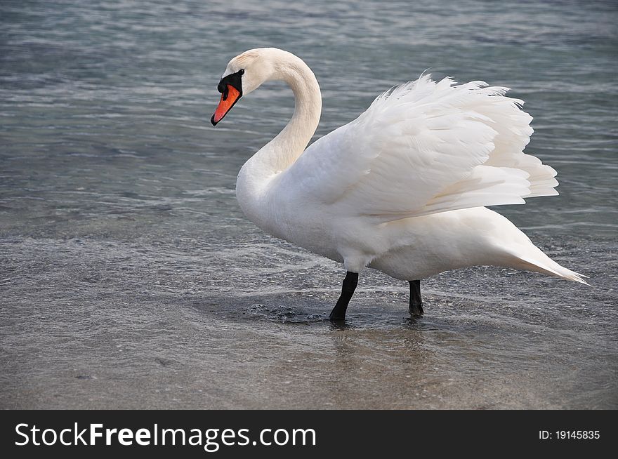 Beautiful white swan in the water. Beautiful white swan in the water