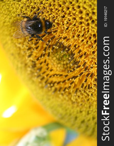 Bee sunflower summer insect nature