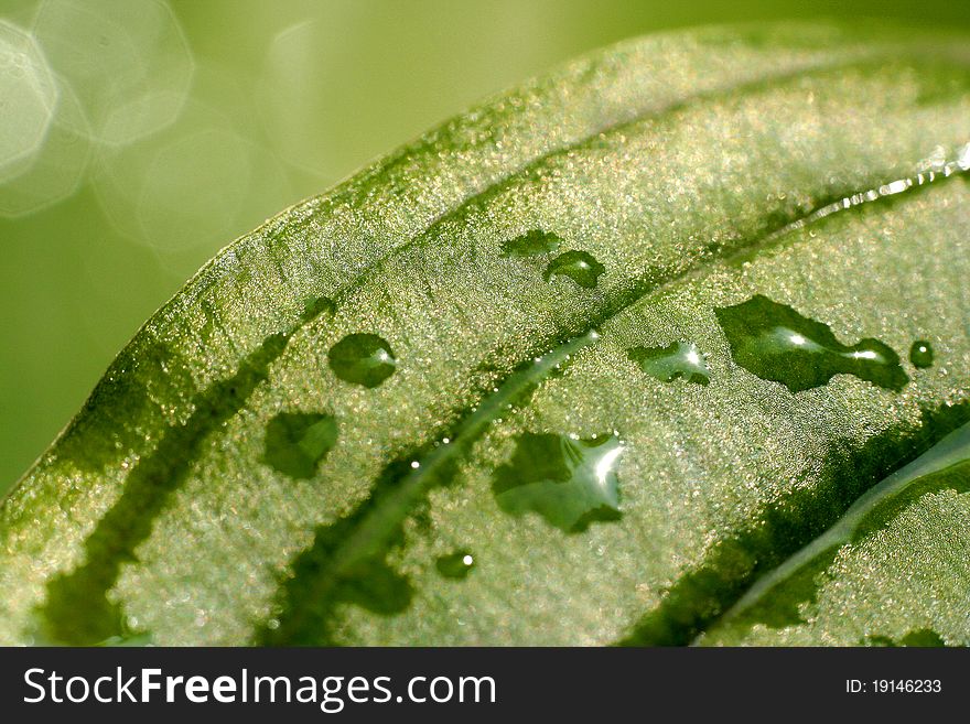 Background of the Green leaf with water drops