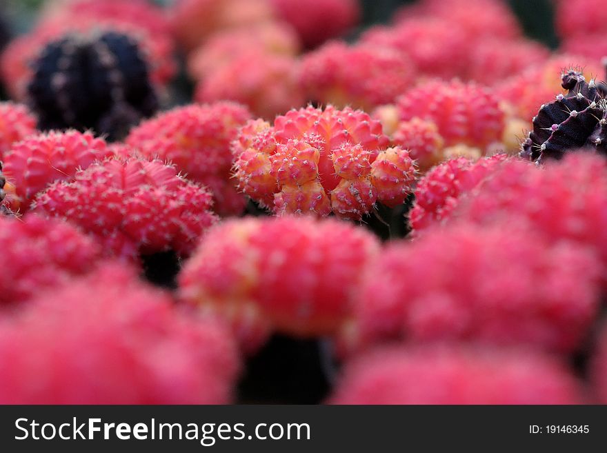 Red cacti, shallow DOF