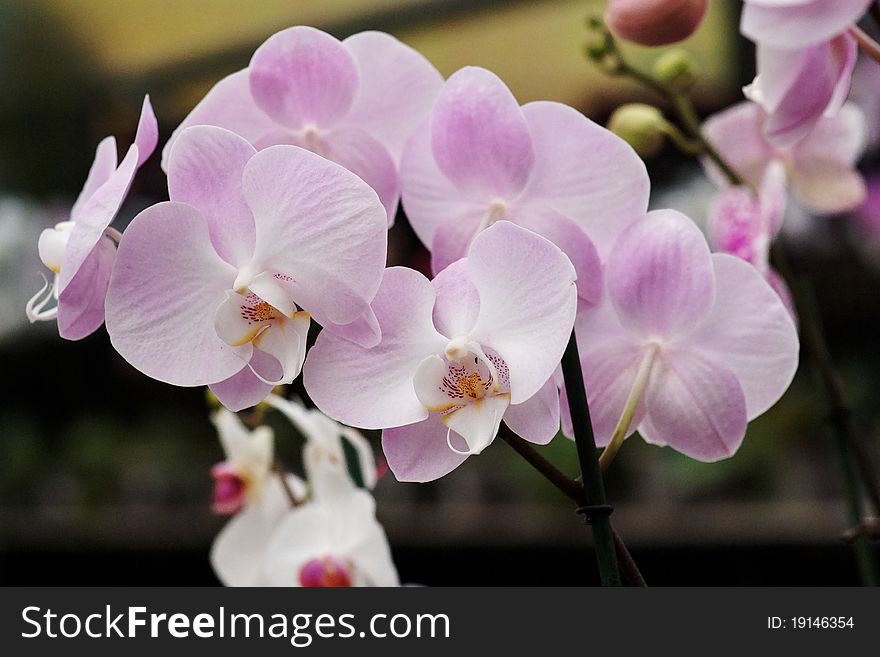 Delicate Pink Orchid Flowers