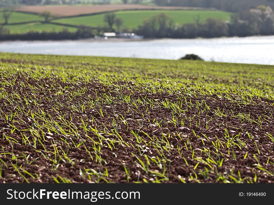 A field with a crop growing in England. A field with a crop growing in England.