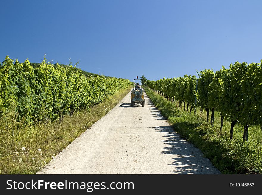 Vineyard From Alsace.