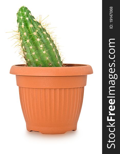 Cactus in a pot. Isolated on white background