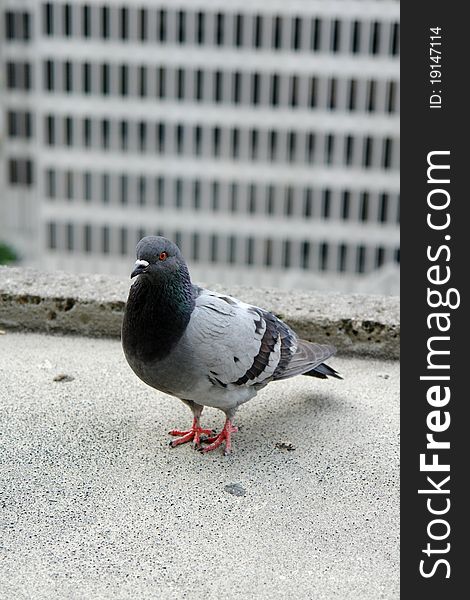 Corporate Pigeon