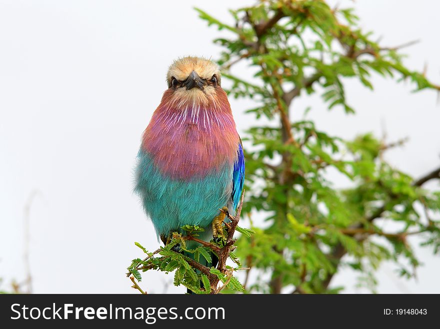 Lilac-breasted roller