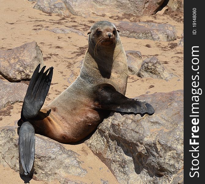 Phototaken in seals colony on Cape Cross in Namibia. Phototaken in seals colony on Cape Cross in Namibia.