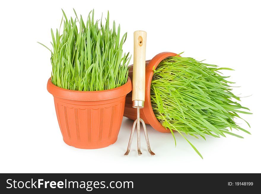 Green grass in a pot isolated on a white background