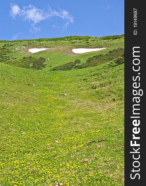 Summer Snow on the Alpine meadow