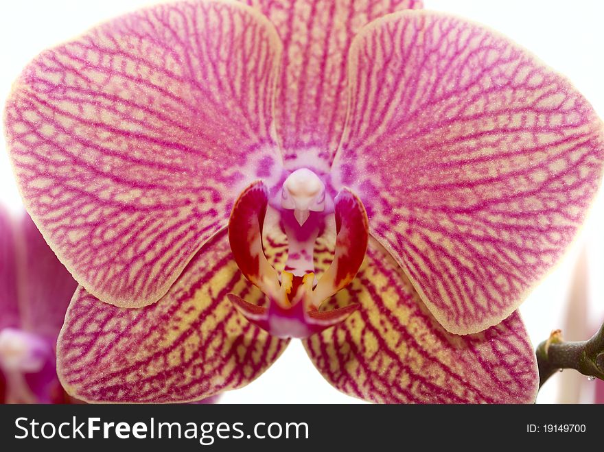 Beautiful pink orchid close-up