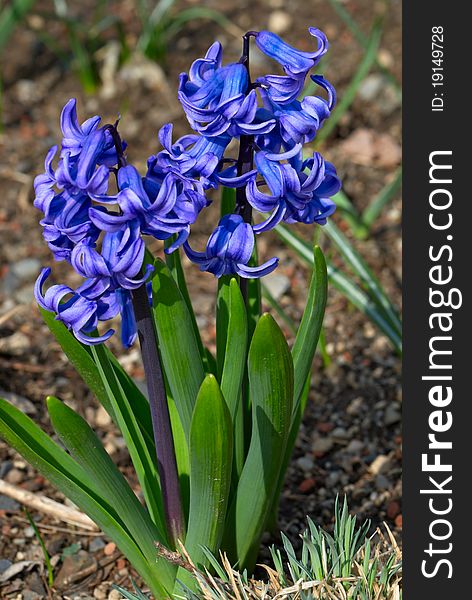 Blue hyacinths (Hyacintus orientalis) flower in bloom. Beautiful spring flora.