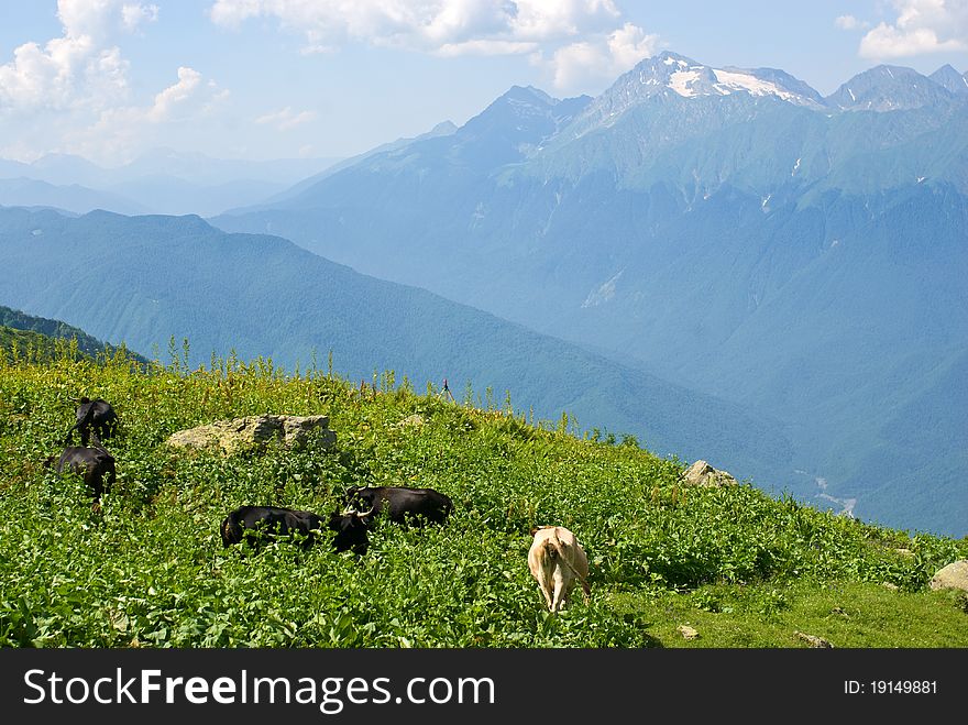 Cows on green Alpine meadow. Cows on green Alpine meadow