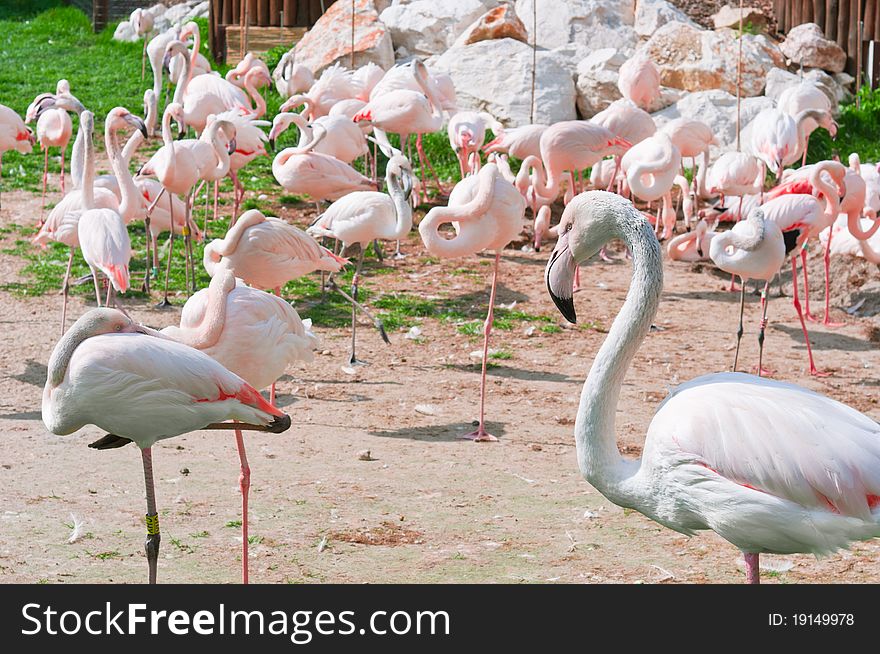 A group of pink flamingos standing