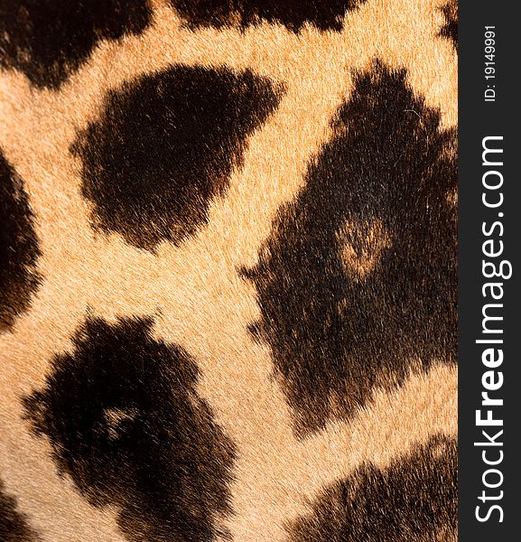Authentic animal wool texture background