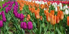 Colorful Tulips Stock Images