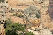 Pine Tree - Grand Canyon, Arizona Stock Photography Pine Tree - Grand Canyon, Arizona Stock Photography
