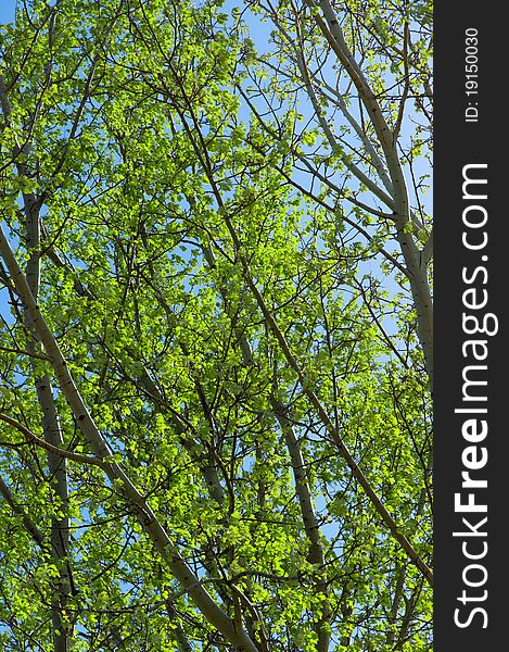 Fresh green leaves against blue sky