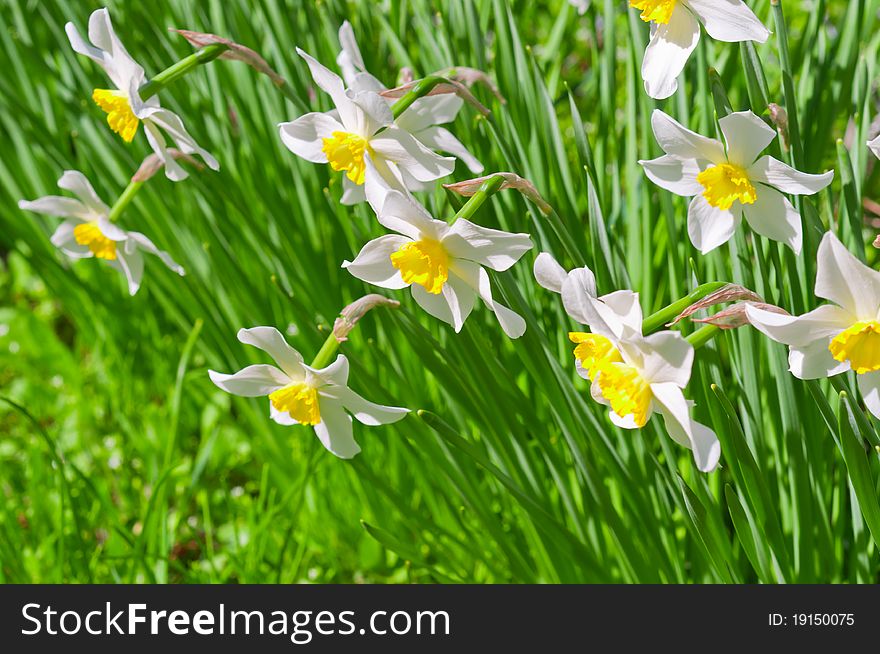 Beautiful white flowers on green background. Narcissus