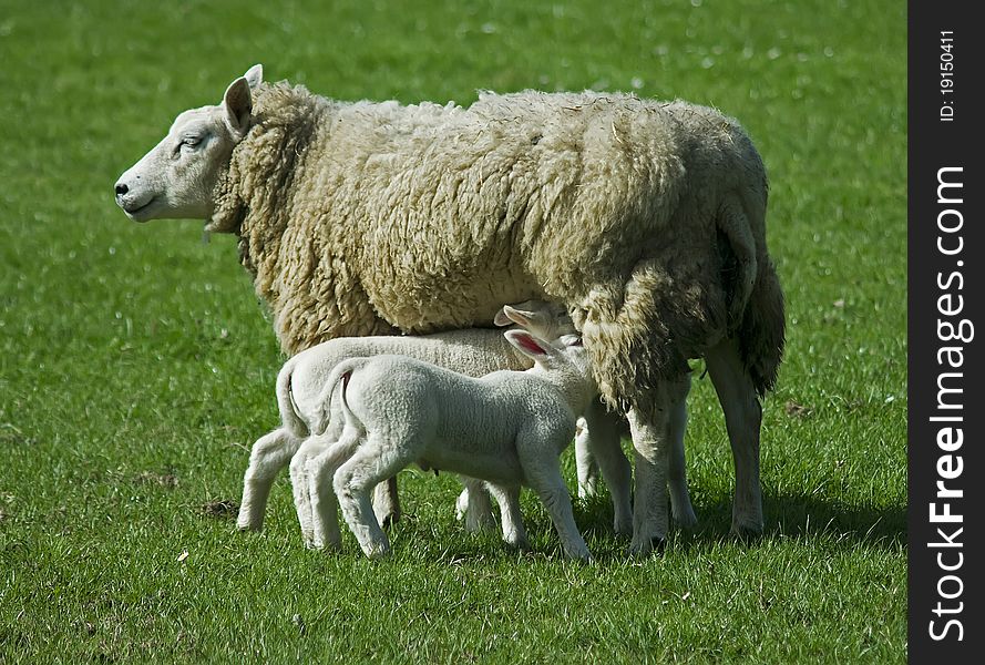 Sheep with lambs in the netherlands