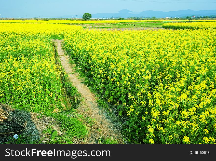 Spring is coming, the fields are full of cole flowers. Photo taken in March 2011