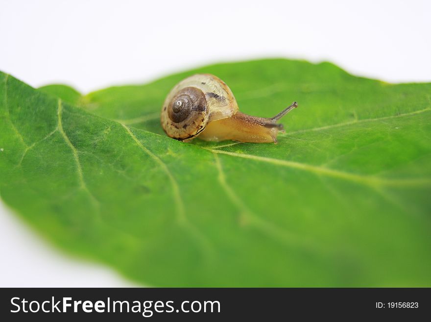 A small snail difficult climb up a leaf, looking for the world belong to it. A small snail difficult climb up a leaf, looking for the world belong to it