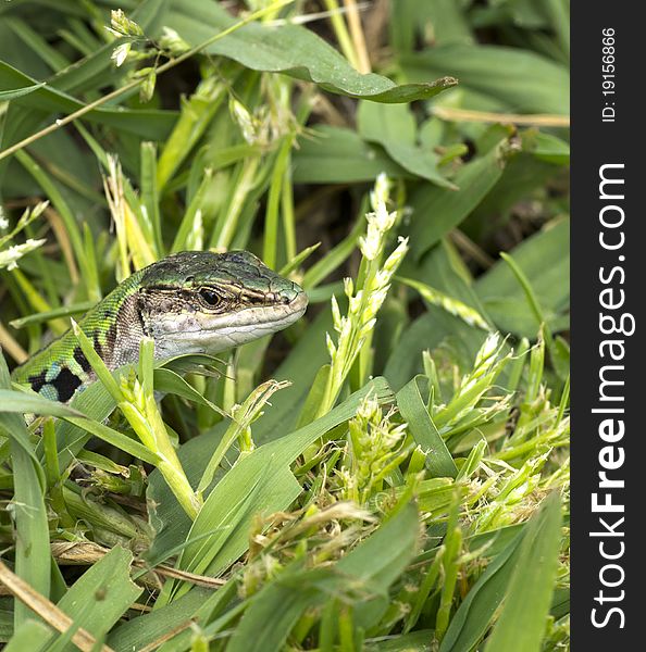 Lizard in the grass in a field