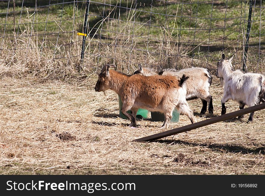 A small herd of billy goats wander around in their enclosure. A small herd of billy goats wander around in their enclosure.