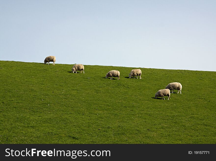 Sheep eating grass with green and blue background