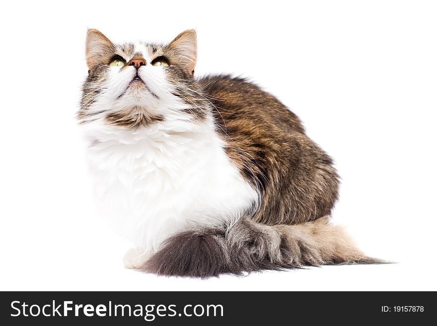 Curious cat looking upwards isolated on white background