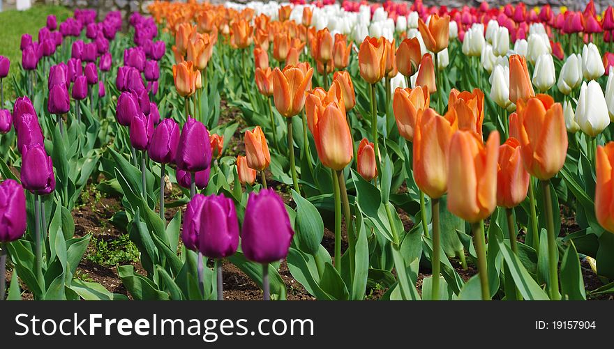Red, white, orange and purple tulips. Red, white, orange and purple tulips.