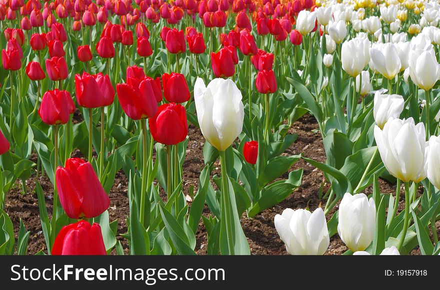 Red and white tulips in a garden