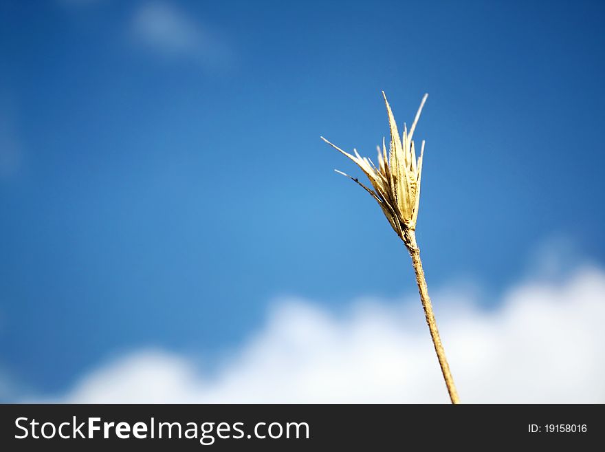 Ear of wheat against the sky