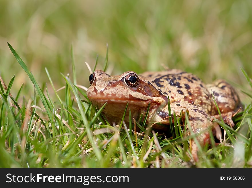 Closeup of brown frog Rana temporaria in garden