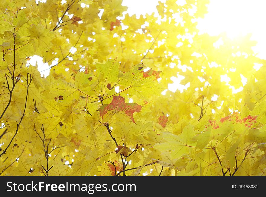 The sun's rays through the yellow maple leaves. Sunny Autumn. The sun's rays through the yellow maple leaves. Sunny Autumn.