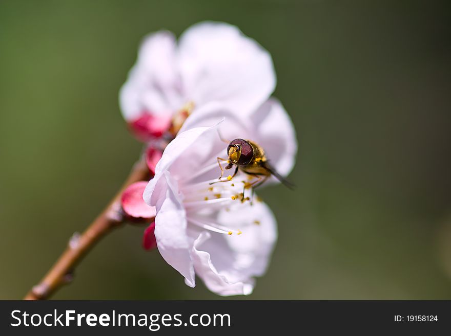 Honey bee on cherry blossom in spring time