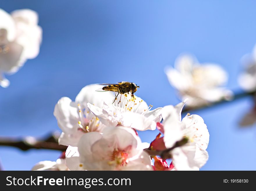 Honey Bee On Cherry Blossom