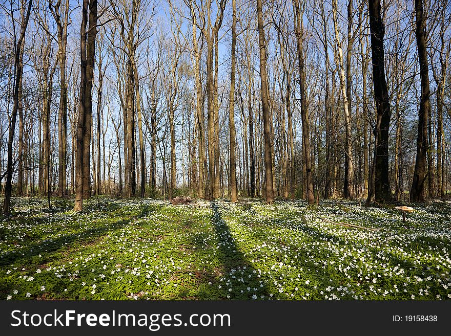 Anemone Flower sea in forest at springtime