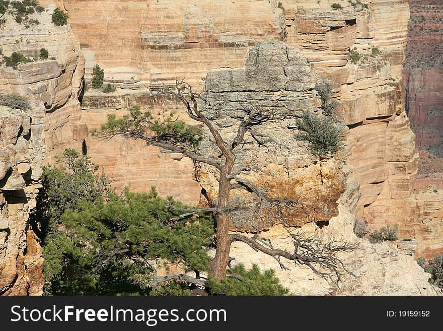 Pine Tree gowing in the canyon at North Rim of Grand Canyon - Arizona, United States. Pine Tree gowing in the canyon at North Rim of Grand Canyon - Arizona, United States