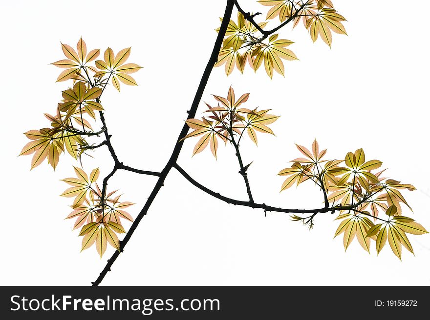 Ceiba tree leaf on white background. Ceiba tree leaf on white background.