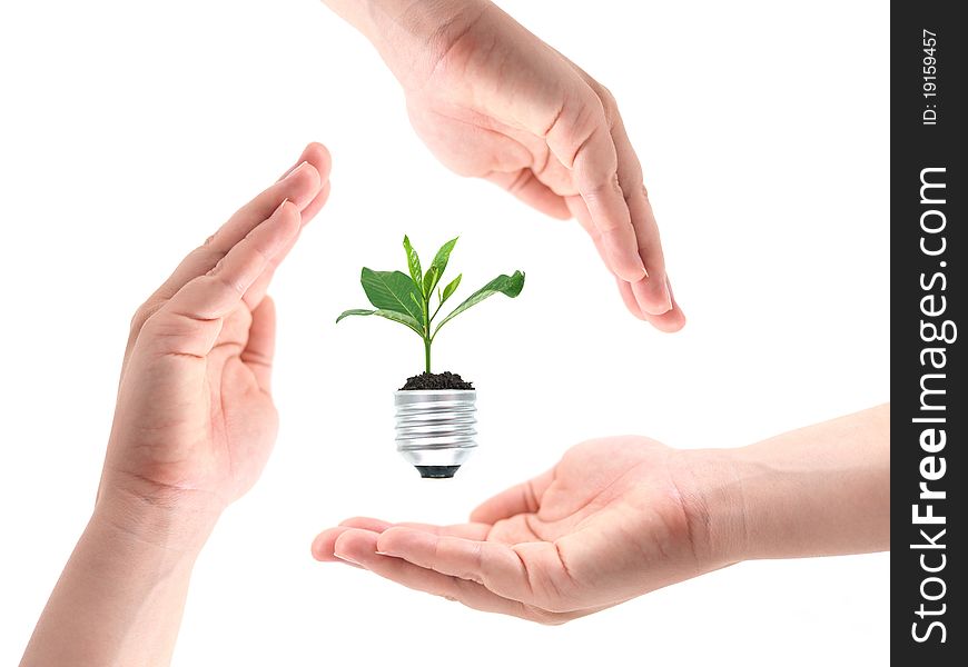 Female hands protecting a small seedling plant in a light bulb base