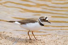 Little Ringed Plover Royalty Free Stock Images Little Ringed Plover Royalty Free Stock Images