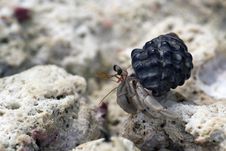 Hermit Crab Royalty Free Stock Image Hermit Crab Royalty Free Stock Image